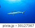 青い海とグレイリーフシャーク 30127367