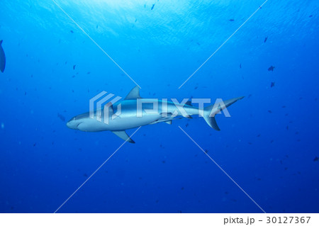 青い海とグレイリーフシャーク 30127367