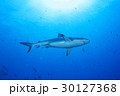 青い海とグレイリーフシャーク 30127368