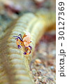 ウミウシカクレエビ 30127369