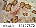 ウミウシカクレエビ 30127372