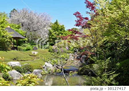 京都　妙心寺　退蔵院庭園 30127417