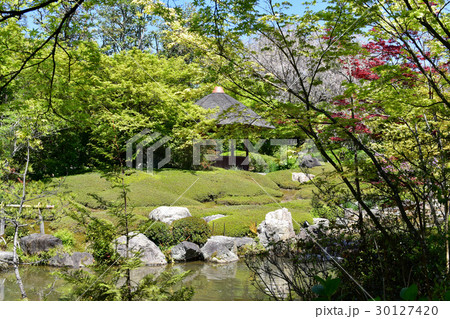 京都 妙心寺 退蔵院 新緑の庭園 京都 妙心寺 退蔵院 新緑の庭園 30127420