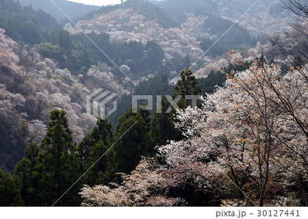 吉野山 中の千本 吉野山 中の千本 30127441