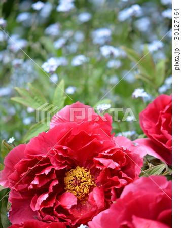 忘れ草と忘れな草　春牡丹、勿忘草 30127464