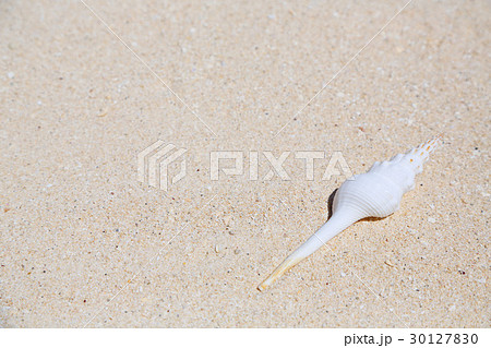 巻貝 砂浜 巻貝 砂浜 30127830