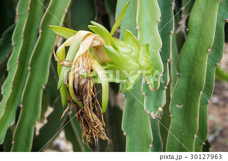 Close up of green dragon fruit covered in rain dro Close up of green dragon fruit covered in rain dro 30127963