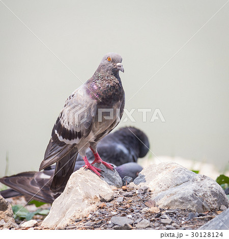 Rock feral pigeon doves resting on winter green 30128124