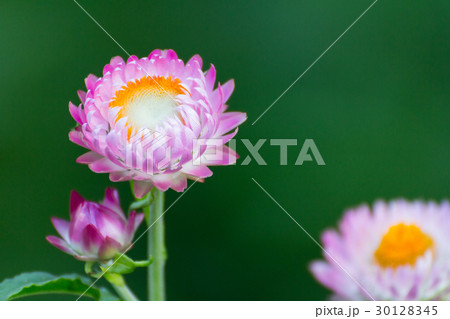 everlasting 30128345