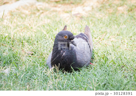 Rock feral pigeon doves resting on winter green  30128391