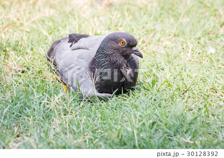 Rock feral pigeon doves resting on winter green Rock feral pigeon doves resting on winter green 30128392
