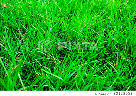 Green grass texture top view 30128653