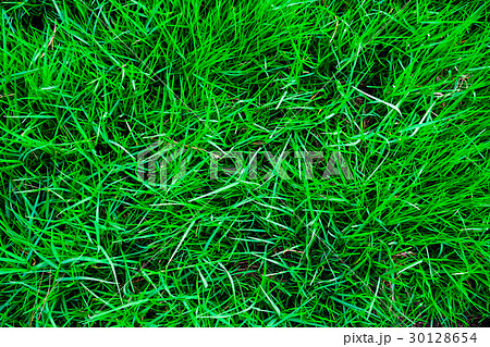 Green grass texture top view 30128654