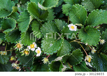 Strawberry fresh flower with water drop Strawberry fresh flower with water drop 30128655