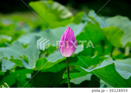 ハス スイレン 蓮 30128954