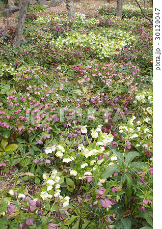 クリスマスローズ クリスマスローズ 30129047