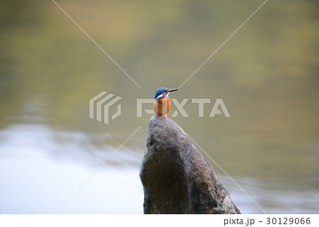 称名寺阿字ヶ池の美女石に止まるカワセミa2 30129066
