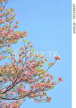 ハナミズキ（花水木） 30129097