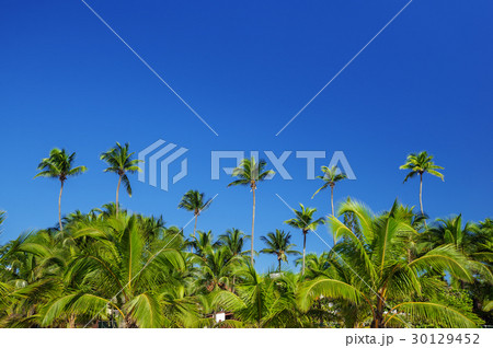 Palm trees on the sky background 30129452