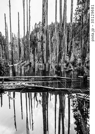 台湾 南投 林 30129681