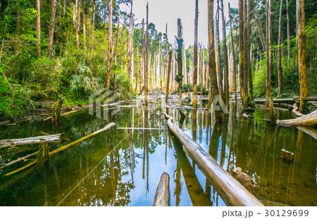 台湾 南投 林 30129699