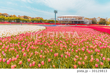 なばなの里 なばなの里 30129813