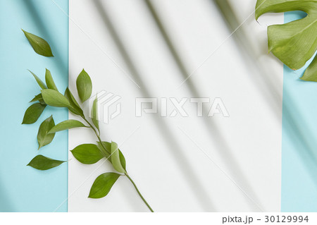 Green twig covering blank copy space Green twig covering blank copy space 30129994