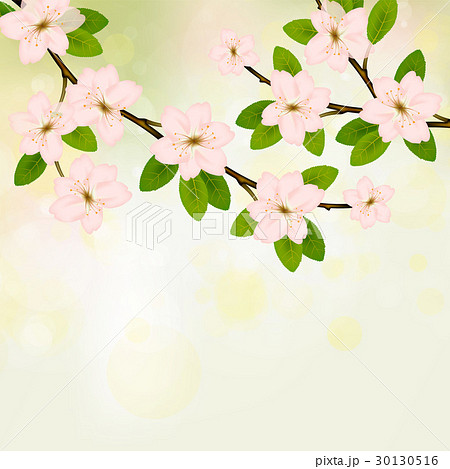 Blooming branch with pink spring blossom. 30130516