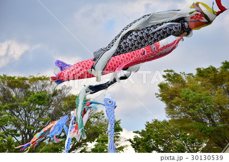 鯉のぼり 30130539