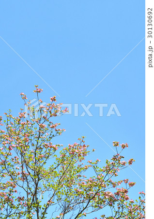 ハナミズキ（花水木） 30130692