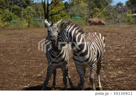 動物園のシマウマ 30130911