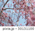 もうすぐ咲くよ 30131100