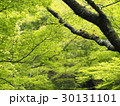 初夏の緑 30131101
