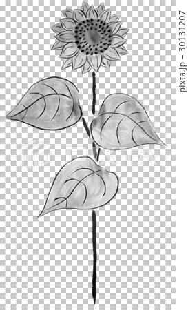 水墨画で描いたひまわりのイラスト素材 [30131207] - PIXTA