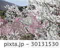 ハナモモ 30131530