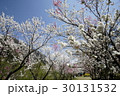 ハナモモ 30131532
