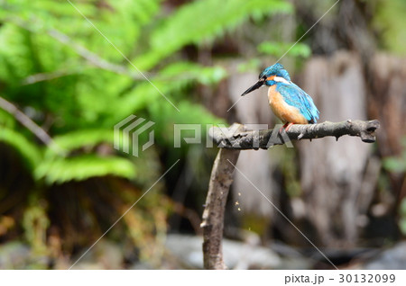 渓流の宝石「カワセミ(オス)」（根川緑道･立川公園／東京都立川市） 30132099