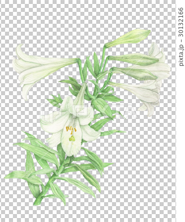 easter lily easter lily 30132166