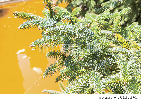 Abies Pinsapo branches in a garden Abies Pinsapo branches in a garden 30133345
