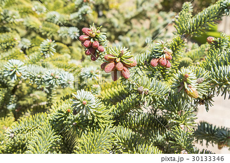 Abies pinsapo branches with fruits Abies pinsapo branches with fruits 30133346