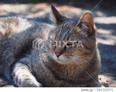 猫　ネコ     30133371