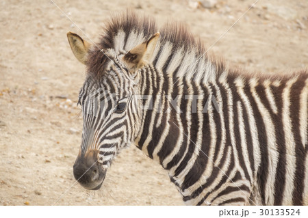 Young Zebra Chapman, Equus Burchelli Chapmani 30133524