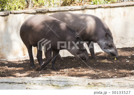 Two brazillian tapir looking for food on earth 30133527