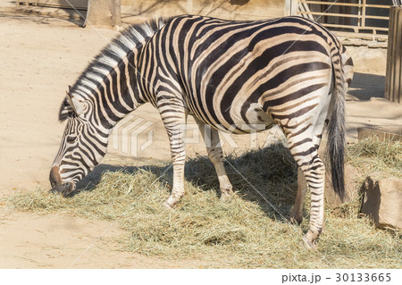 Chapman Zebra , Equus Burchelli Chapmani 30133665