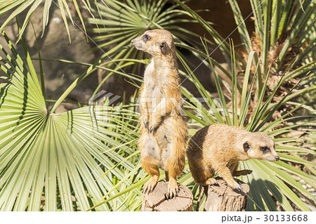 Meerkats to the sun prying, Suricata suricatta Meerkats to the sun prying, Suricata suricatta 30133668