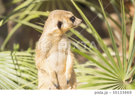 Meerkats to the sun prying, Suricata suricatta Meerkats to the sun prying, Suricata suricatta 30133669