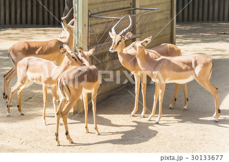 Black faced Impalas, Aepyceros Melampus Peter 30133677