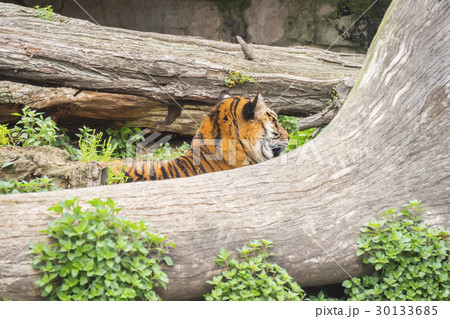 Tiger sleeping between two trunks, Panthera tigris Tiger sleeping between two trunks, Panthera tigris 30133685
