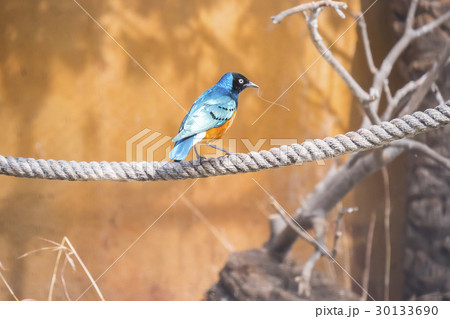 Superb starling perched on a rope, Spreo Superbus 30133690