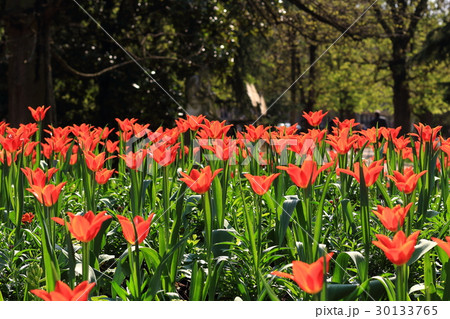 花のリュクサンブール公園 in フランス・パリ 花のリュクサンブール公園 in フランス・パリ 30133765